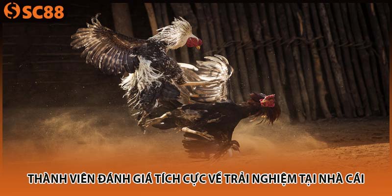 Thành viên đánh giá tích cực về trải nghiệm tại nhà cái
