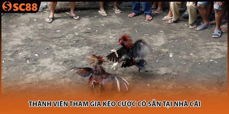 Thành viên tham gia kèo cược có sẵn tại nhà cái